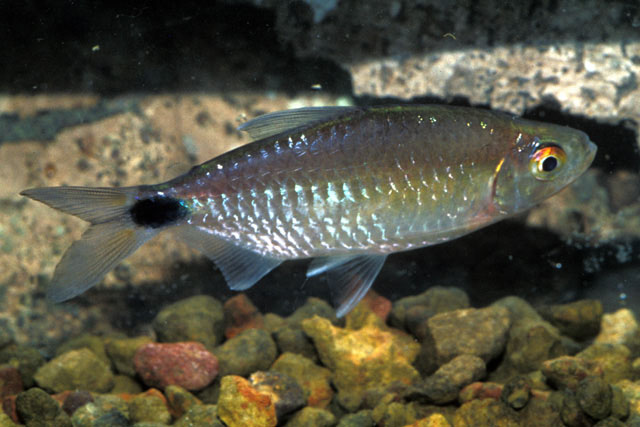 Brycinus longipinnis (Günther, 1864)